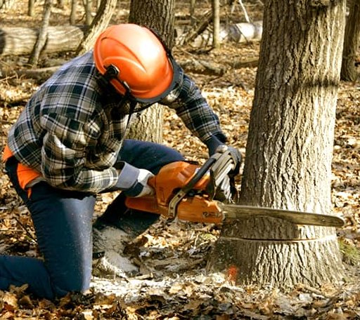 Tree Removal in Montrose, SD